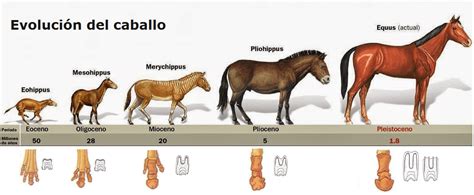 origen de los caballos